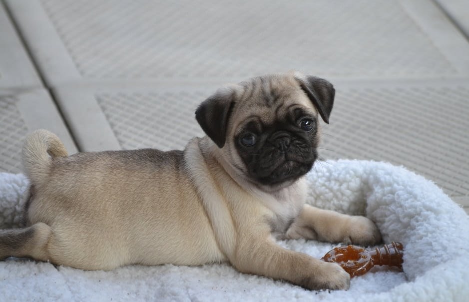 puppys first bed