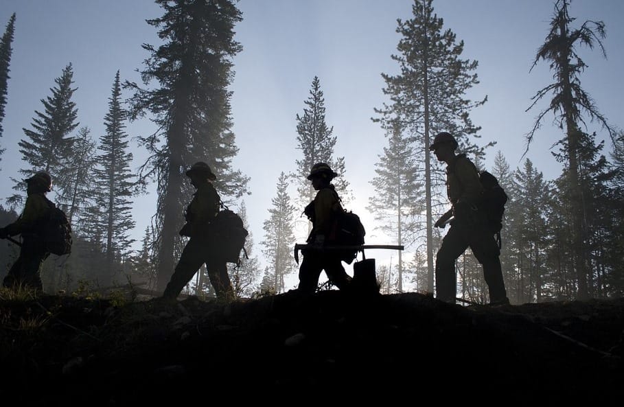 Tree Services