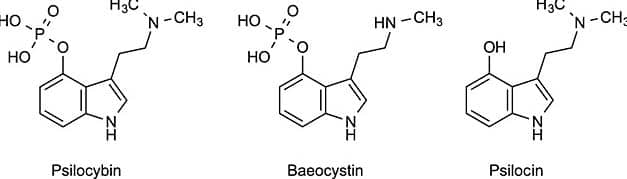 psilocybin